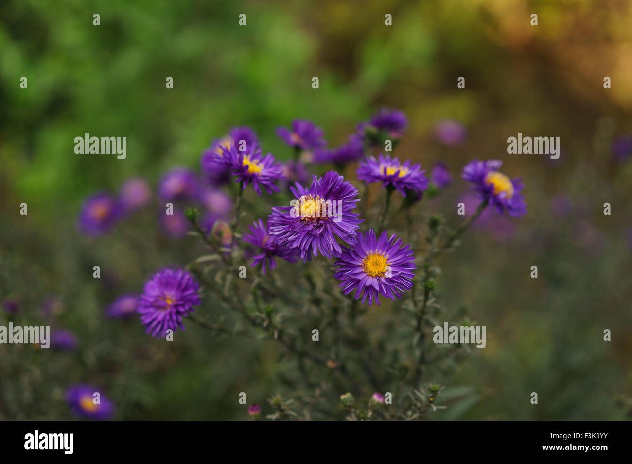 Purple and yellow flowers Stock Photo - Alamy
