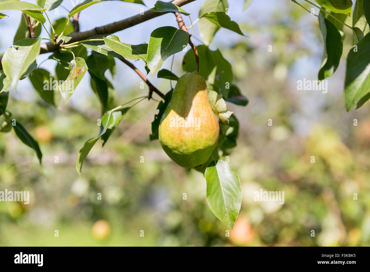 Ripe pears on the tree Stock Photo - Alamy