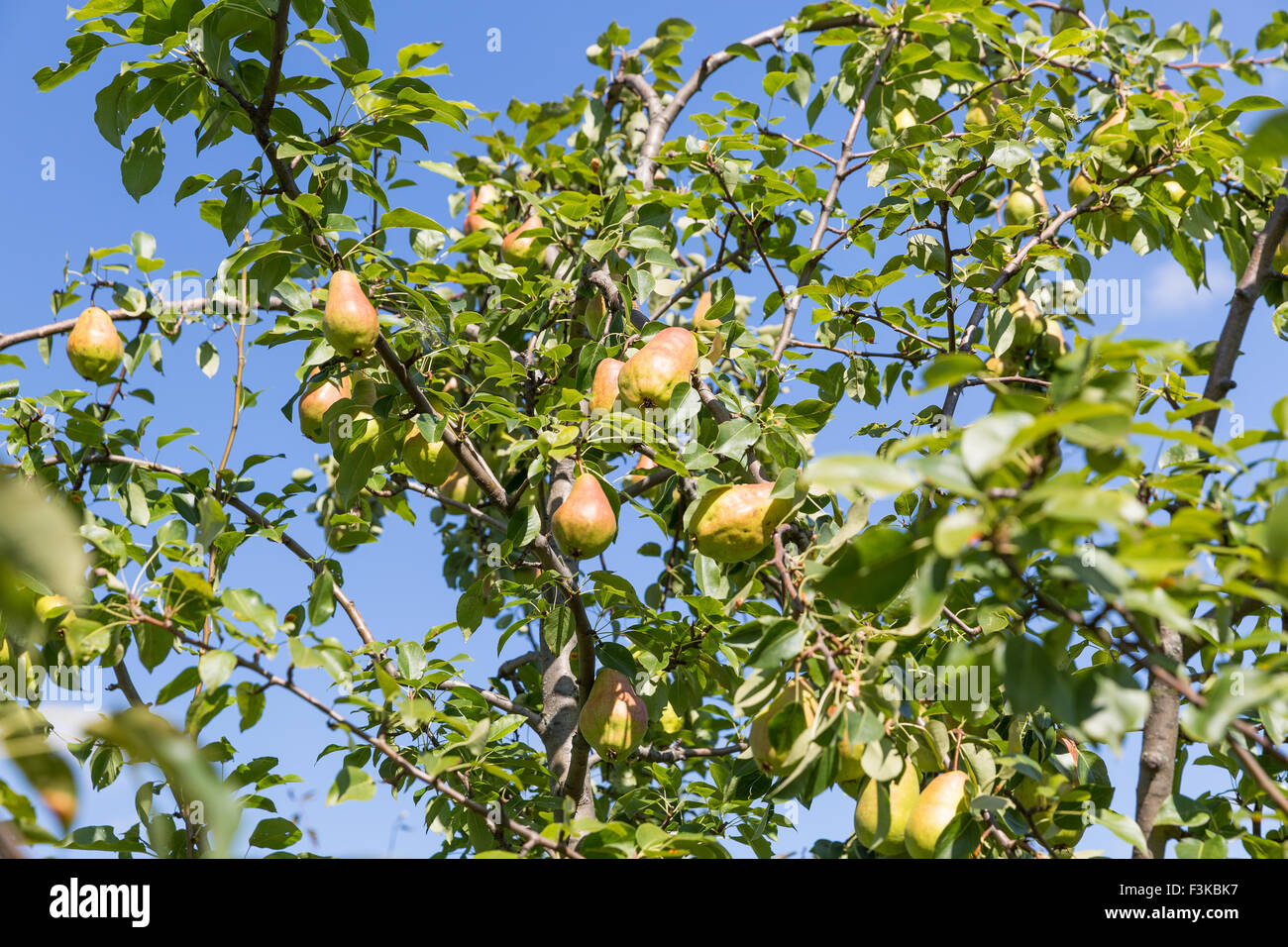 Ripe pears on the tree Stock Photo - Alamy
