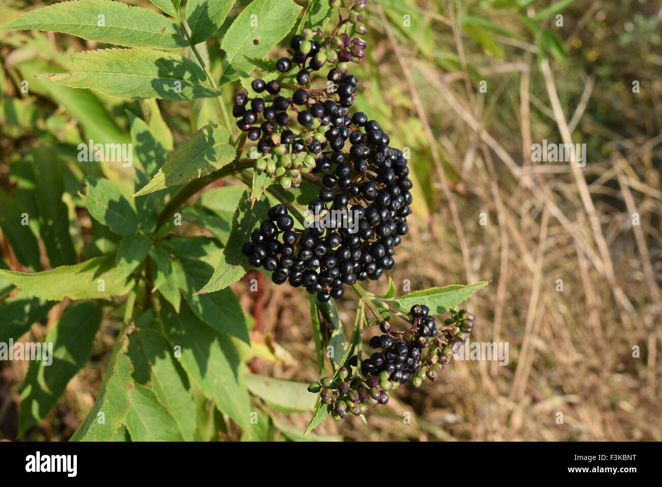 Elder berries. Maturing of berries of a poisonous plant Stock Photo Alamy