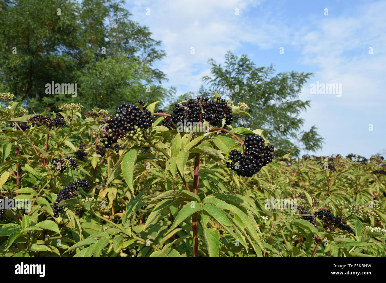 Elder berries. Maturing of berries of a poisonous plant Stock Photo Alamy