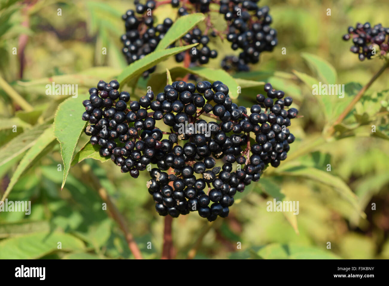 Elder berries. Maturing of berries of a poisonous plant Stock Photo Alamy