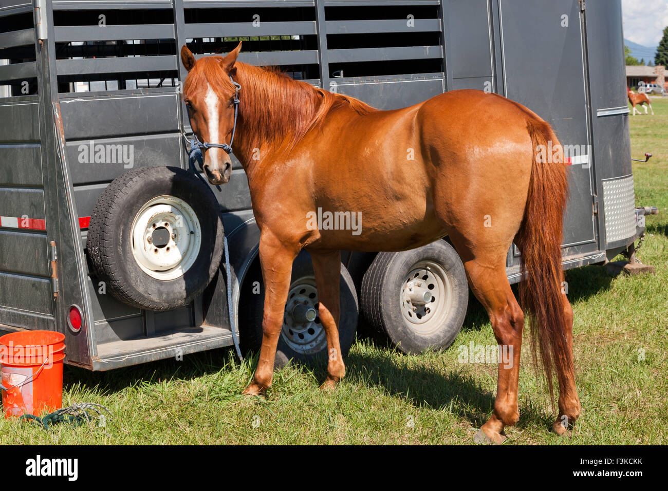 A beautiful brown horse with a white strip down its face tied with a