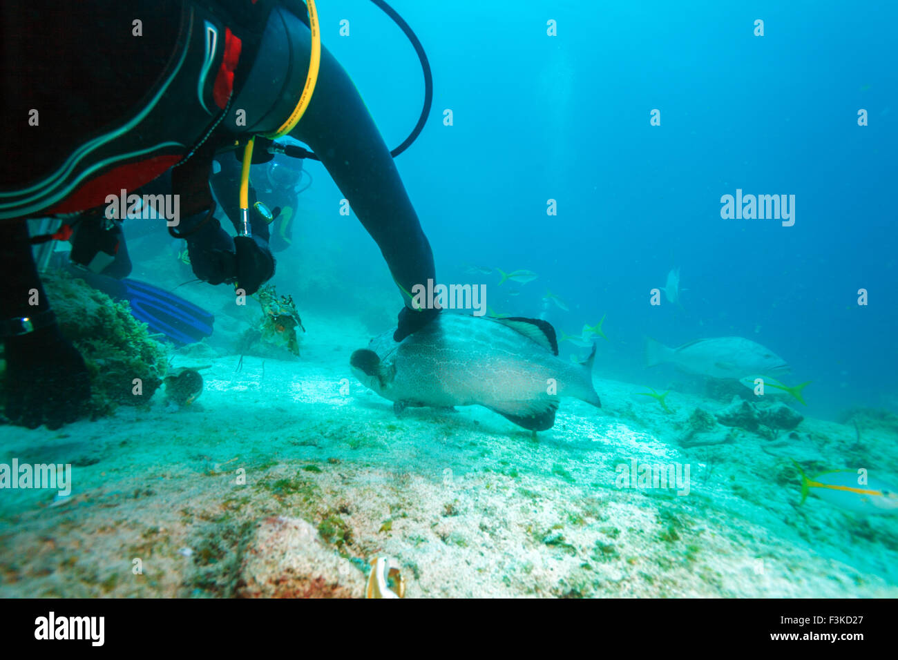 Diver, feeding big grouper with lobster, Cuba Stock Photo