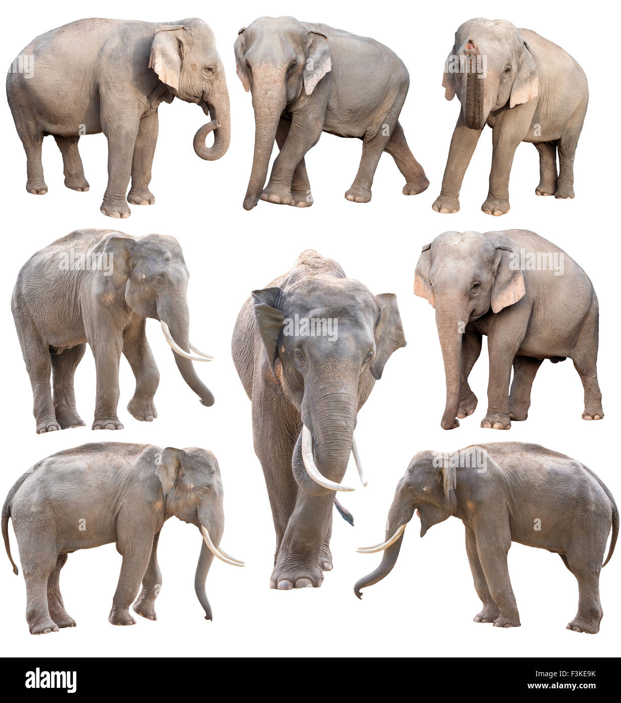 Elephant white background hires stock photography and images Alamy