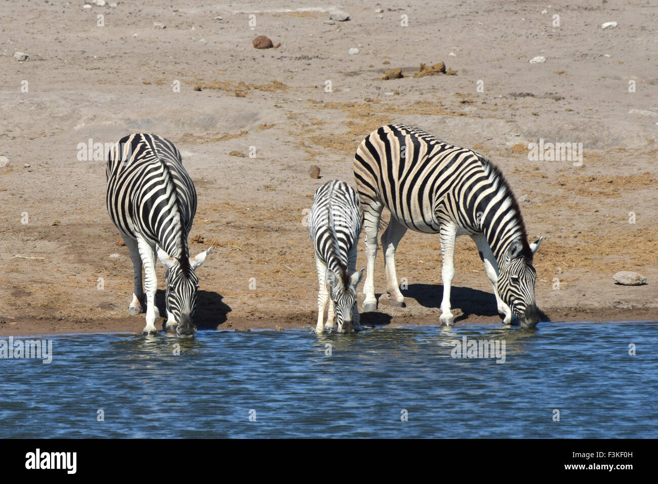 Zebras drinking at a water hole in the wild in Etosha National Park, Namibia, Africa. Stock Photo