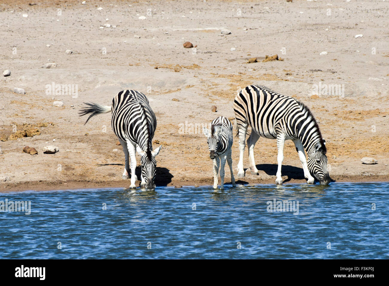 Zebras drinking at a water hole in the wild in Etosha National Park, Namibia, Africa. Stock Photo
