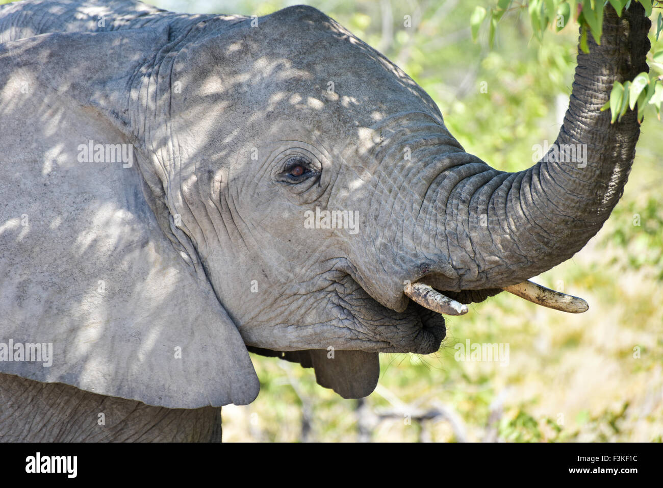 Elephant in the wild in Etosha National Park, Namibia, Africa. Stock Photo