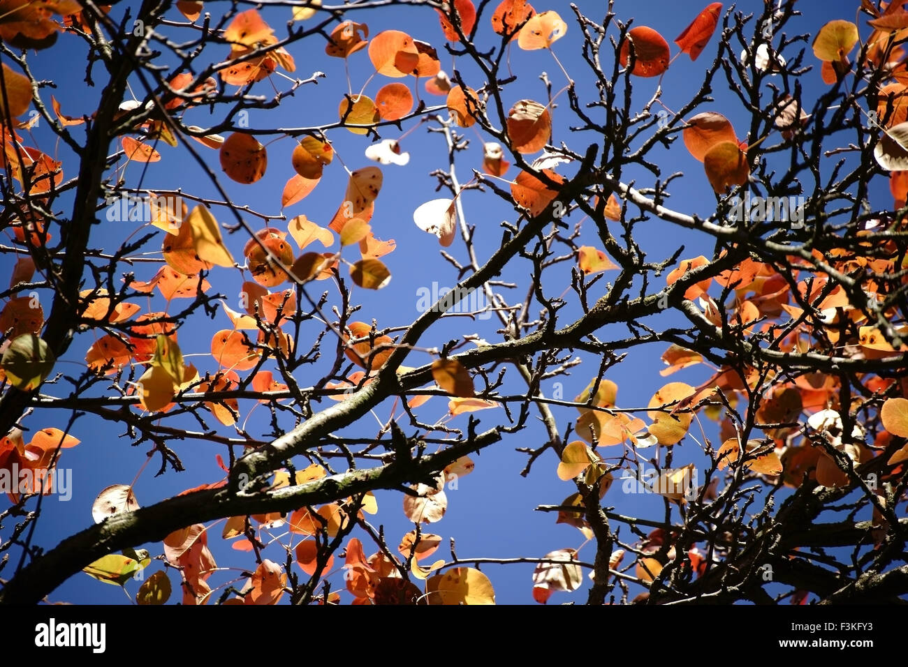 Autumn leaves Pear Tree Stock Photo