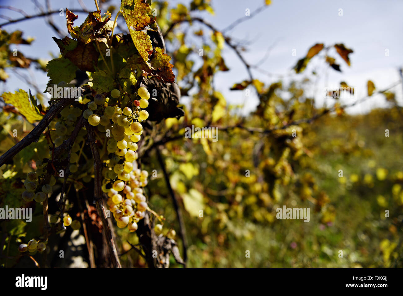White grapes in a vineyard on a sunny day in late autumn harvest Stock Photo