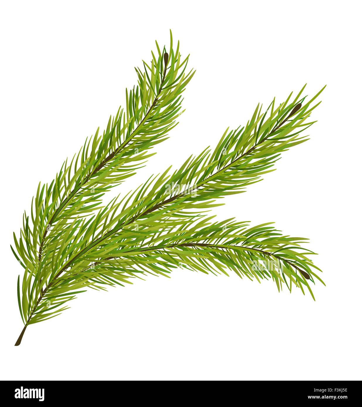 Fir Branch Isolated on White Background Stock Vector Image & Art - Alamy