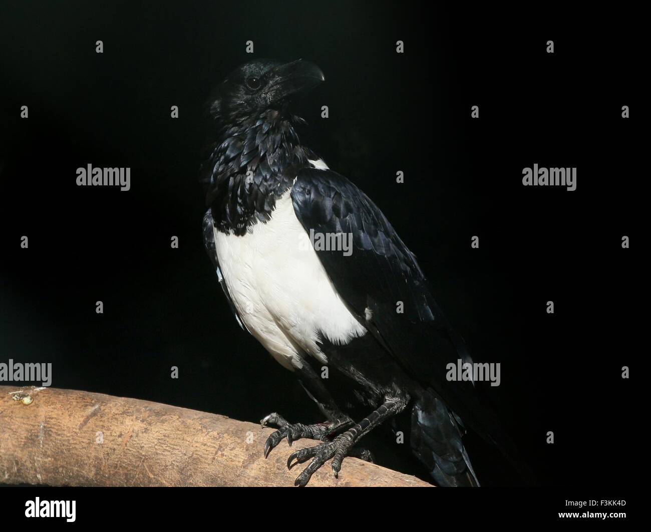 African Pied crow (Corvus albus), a small crow-sized raven native to