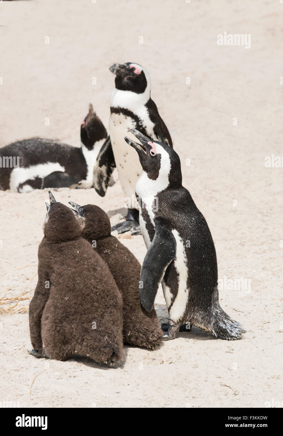 African Penguins and 2 chicks (Jackass penguins), Foxy Beach, Boulders Beach National Park, Simonstown, South Africa Stock Photo