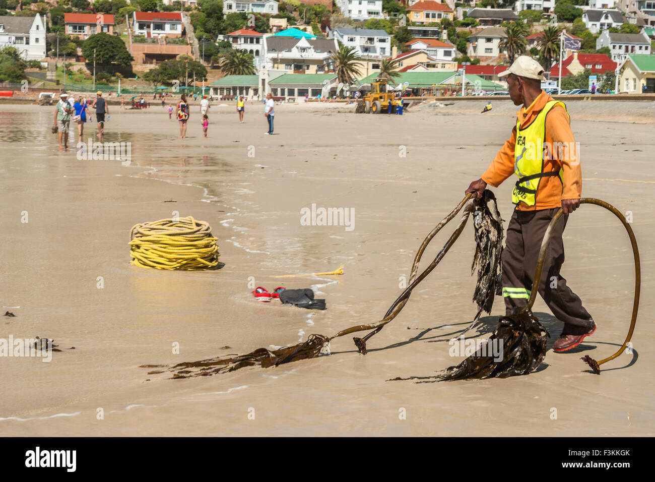 Man cleans up sea weeds at the beach, Fishhoek Bay,  South Africa Stock Photo