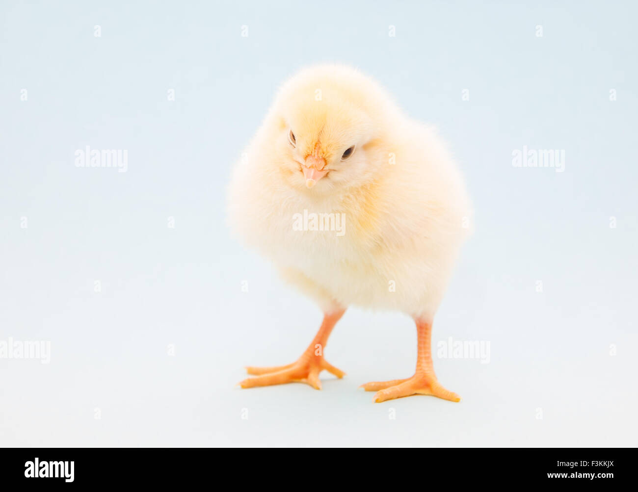 Cute little chick on light blue background Stock Photo
