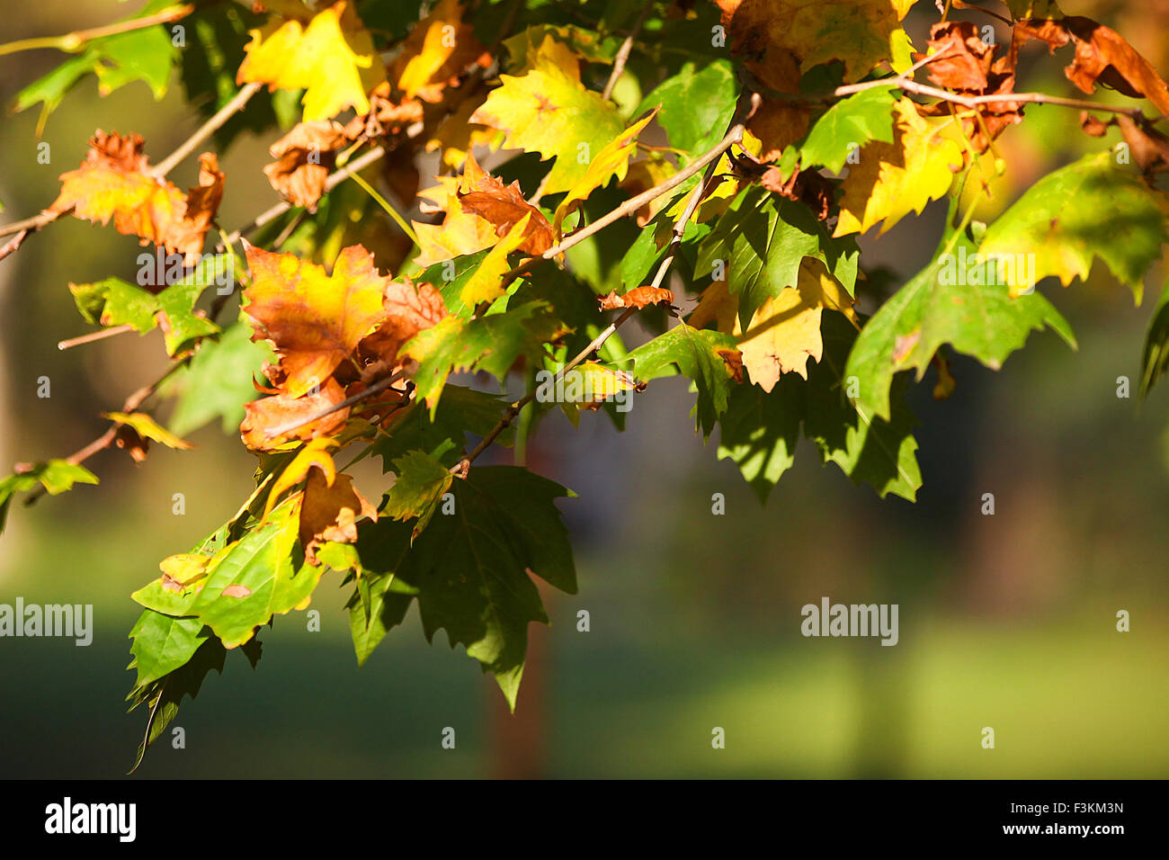 Colorful Foliage in Autumn Time. Full Frame Stock Photo
