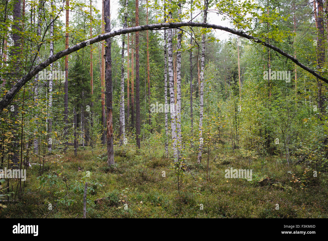 Landscape of the autumn forest Stock Photo - Alamy