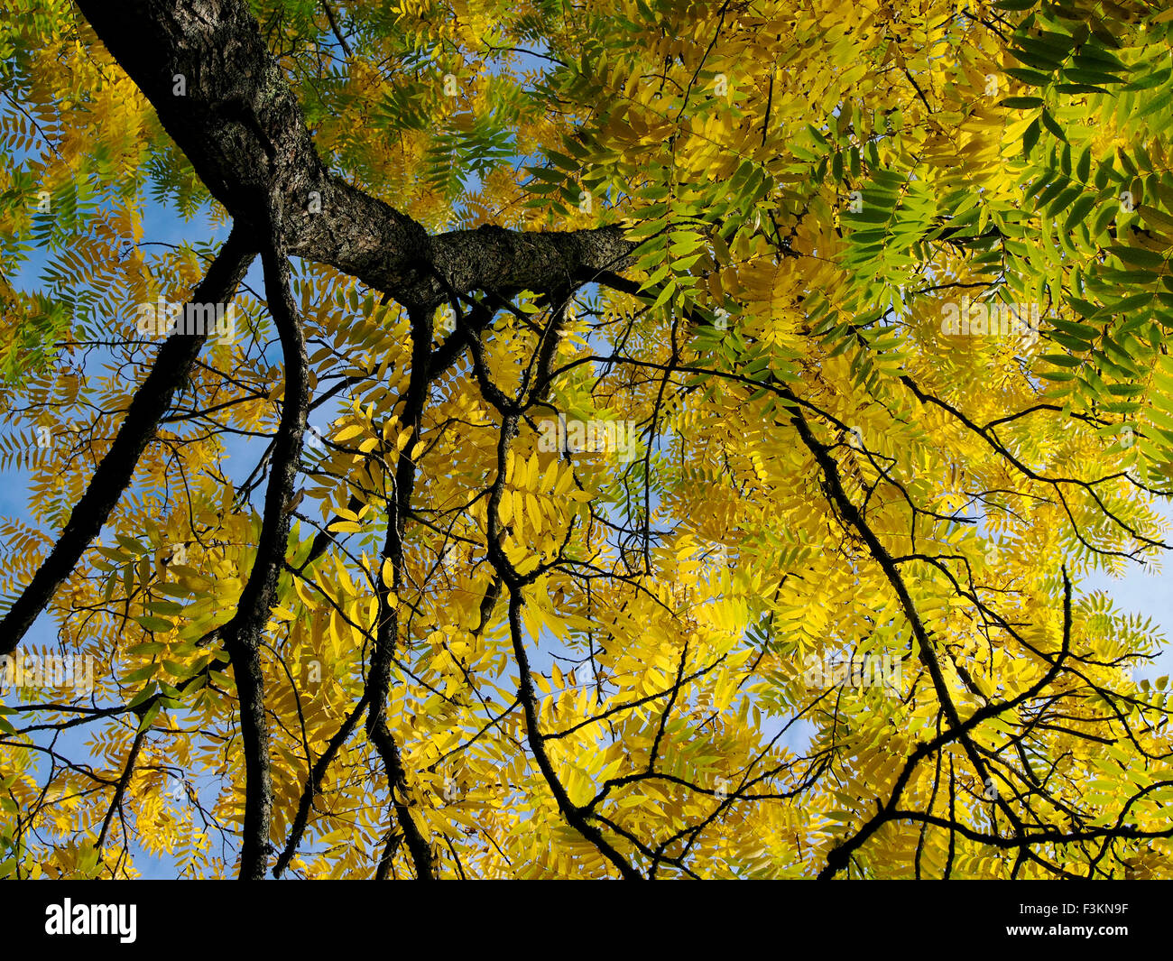 Glorious autumn yellow leaves of a Juglans Nigra (Eastern Black Walnut) tree, a native of eastern and central USA Stock Photo