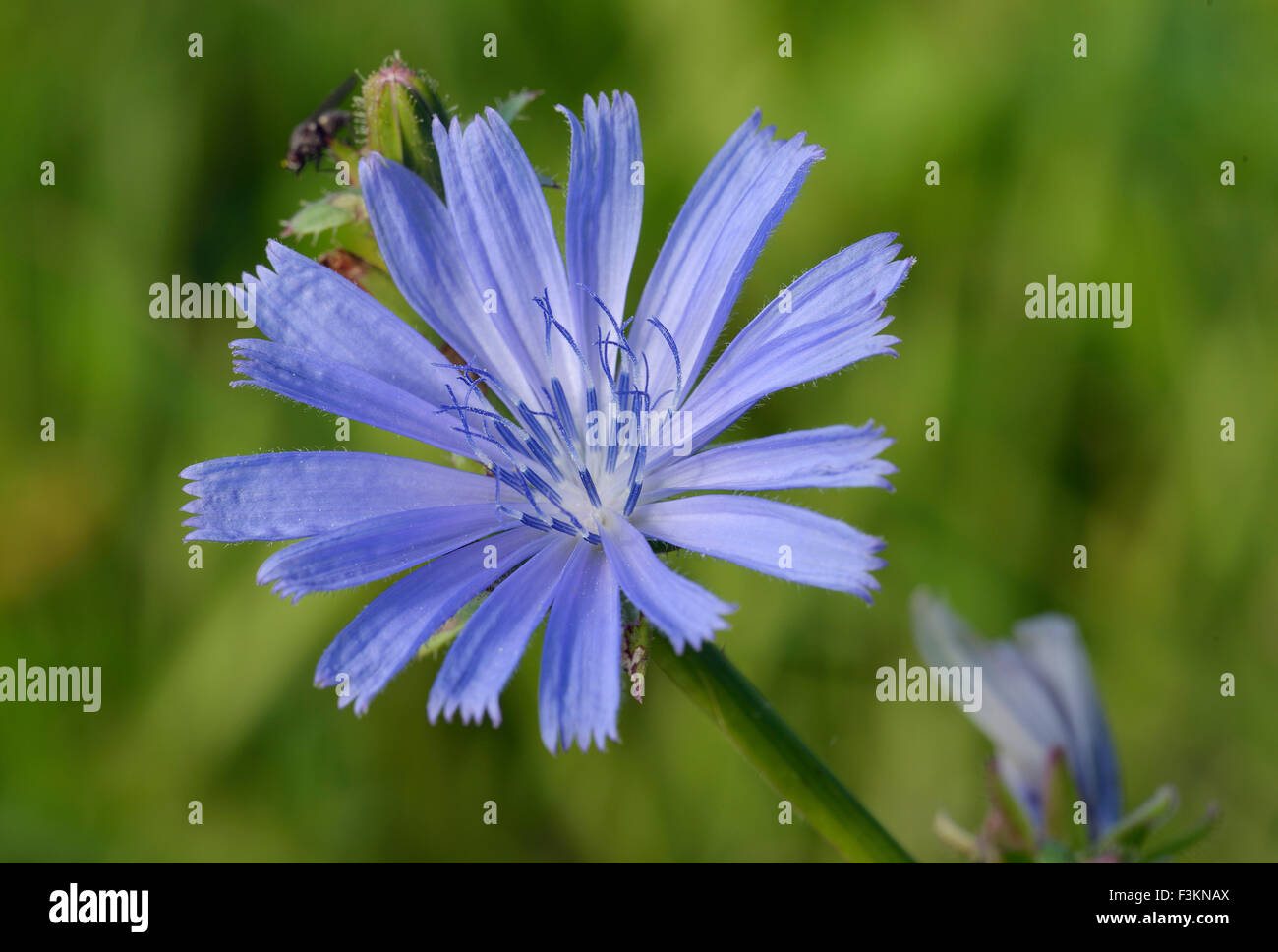 Chicory - Cichorium intybus Tall Blue Grassland Flower Stock Photo