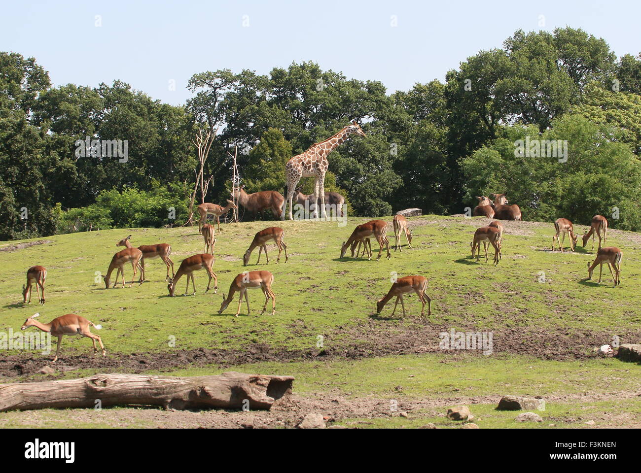 Impala With Calves High Resolution Stock Photography and Images - Alamy