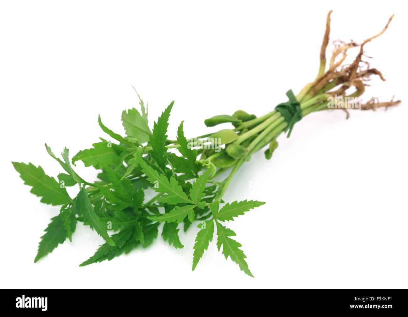 Bunch of neem plant over white background Stock Photo