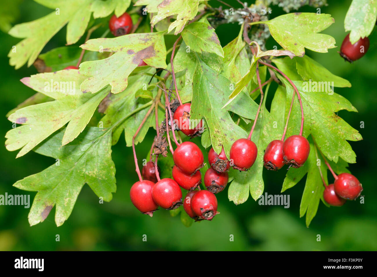 Hawthorn berries - Crataegus monogyna Wild Hedgerow Fruit Stock Photo