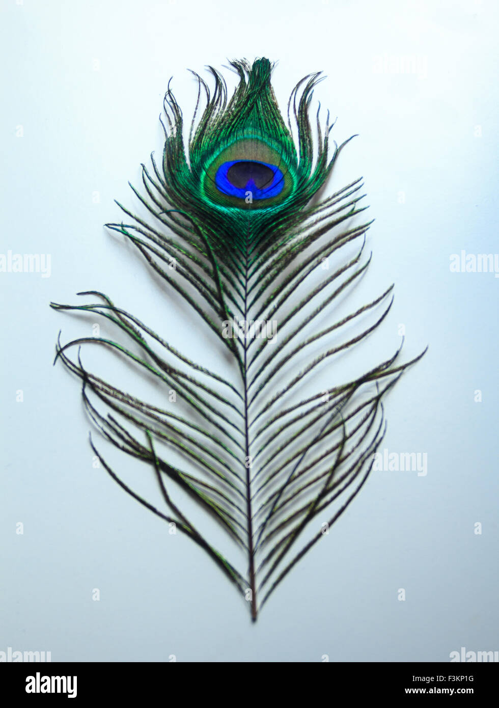 Peacock, feather, animal, detail, colour, colours, color, colors, blue green  stripes pattern, spine, white, background, isolated Stock Photo - Alamy