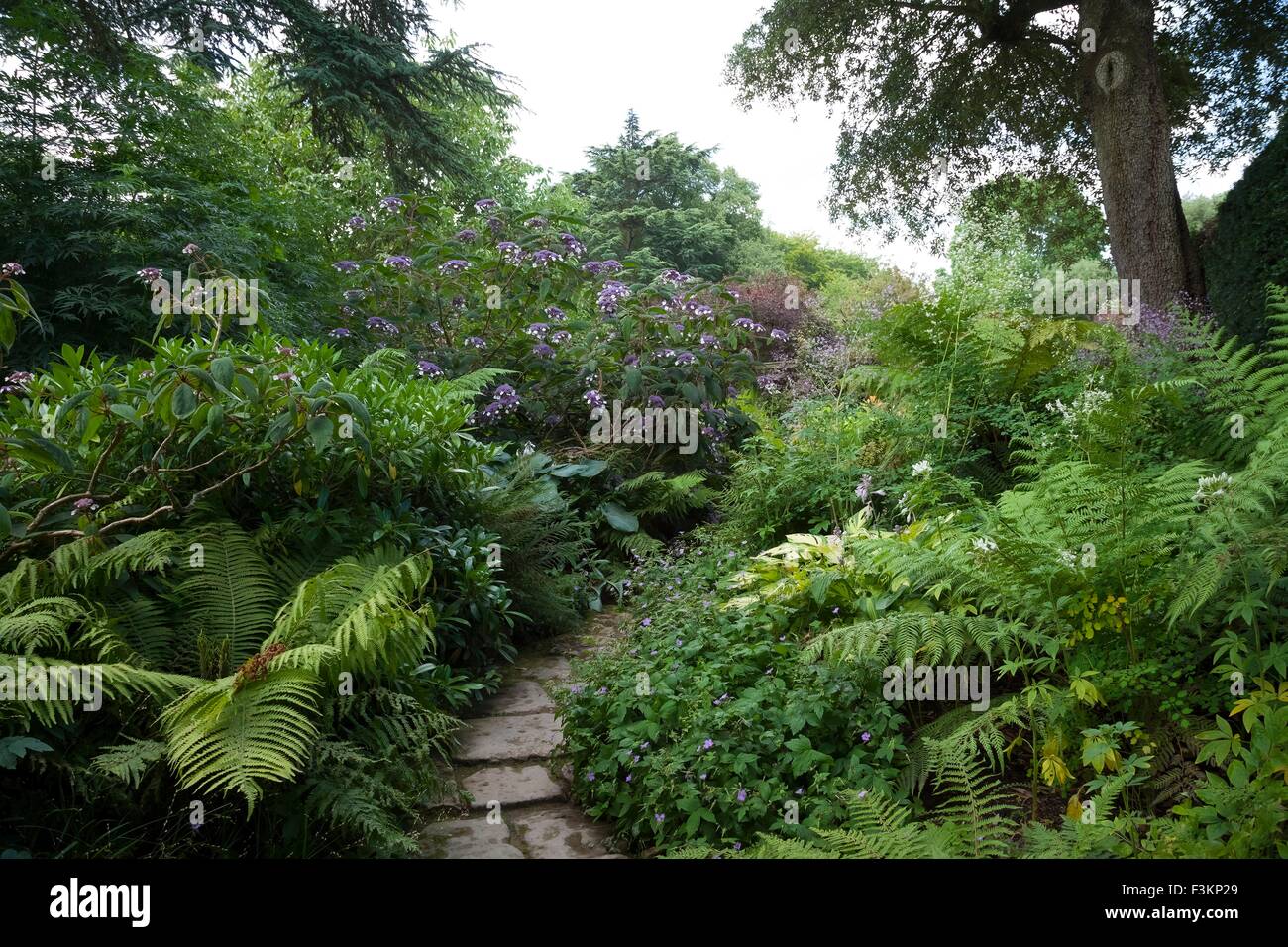 Path winding through woodland garden with Hydrangeas, England. Stock Photo