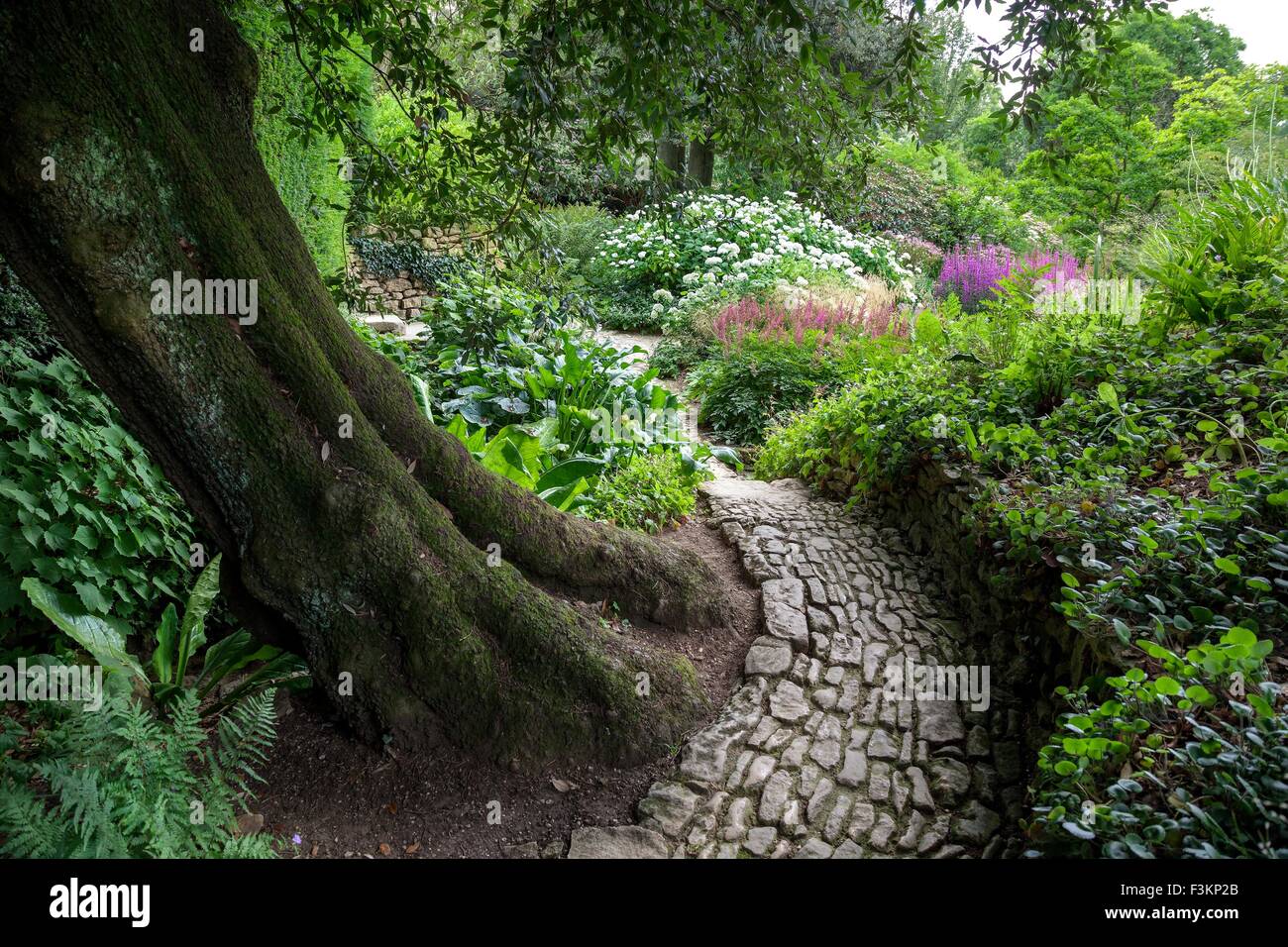 Stone path winding around a Holm Oak tree, England Stock Photo