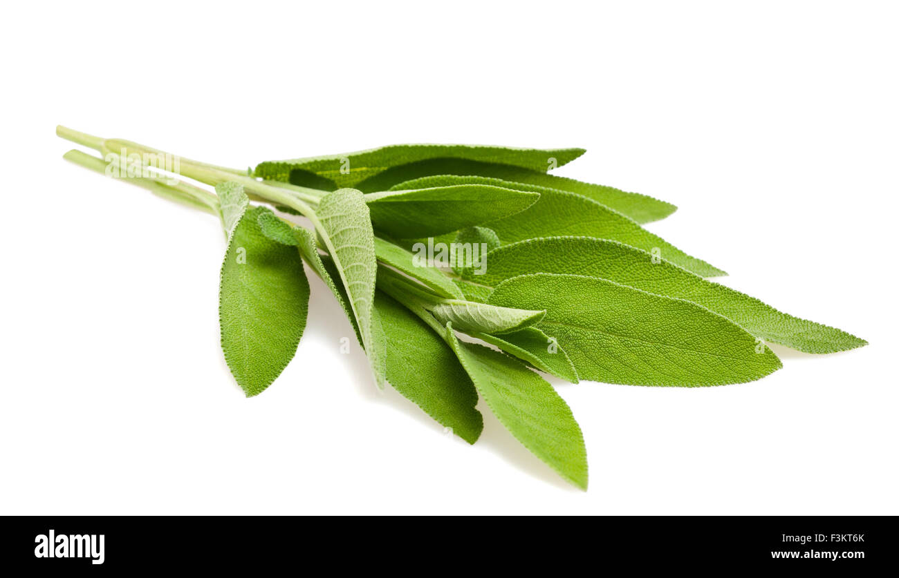 sage leaves isolated on white Stock Photo Alamy