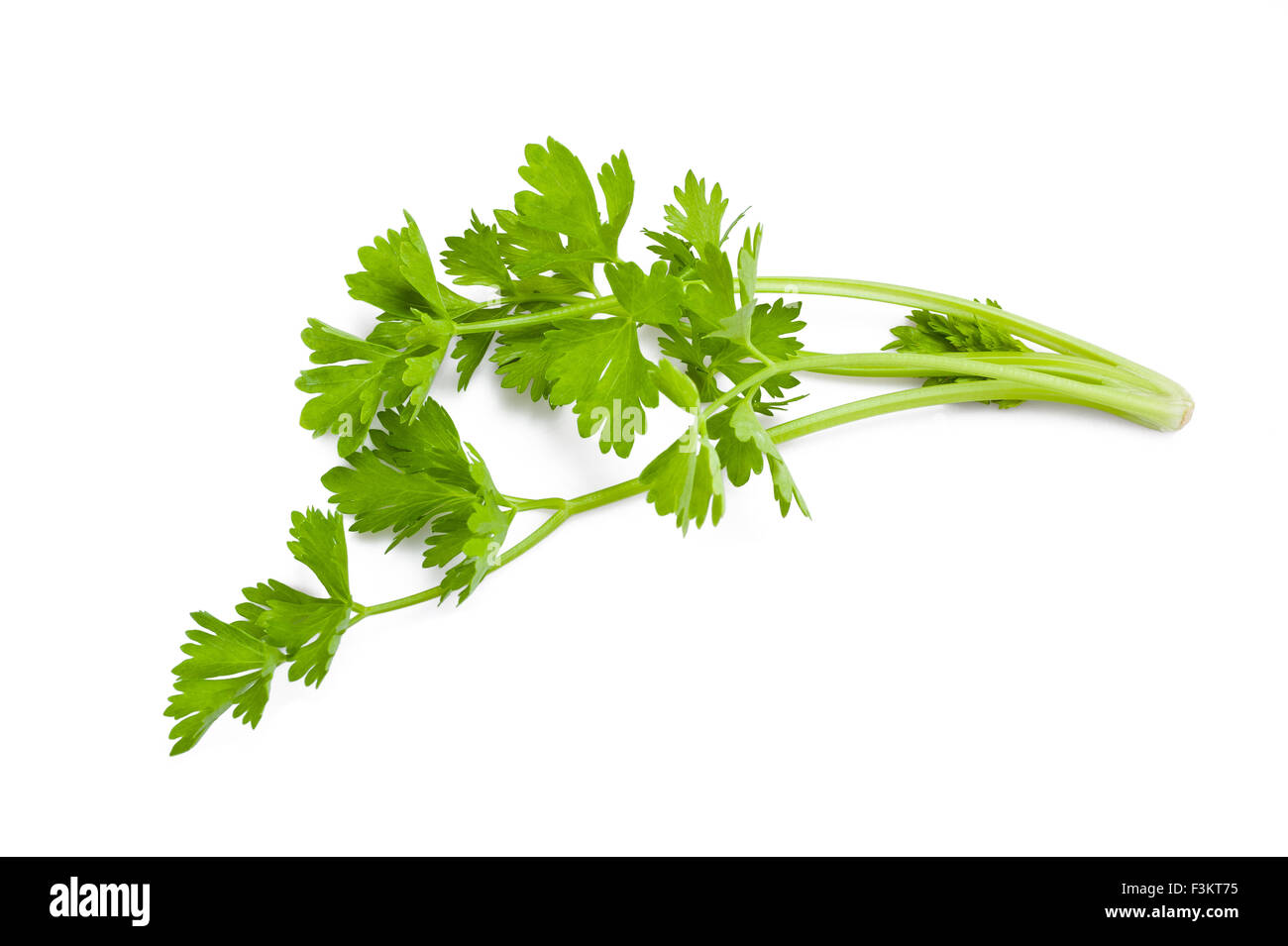 Single celery stalk hires stock photography and images Alamy