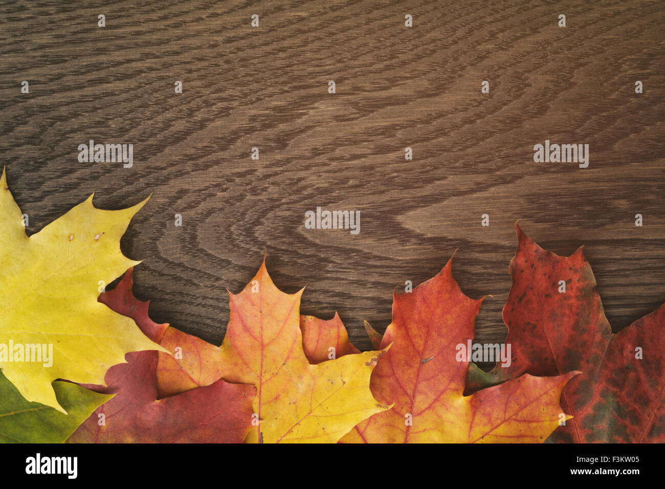 autumn maple leaves on wood table Stock Photo