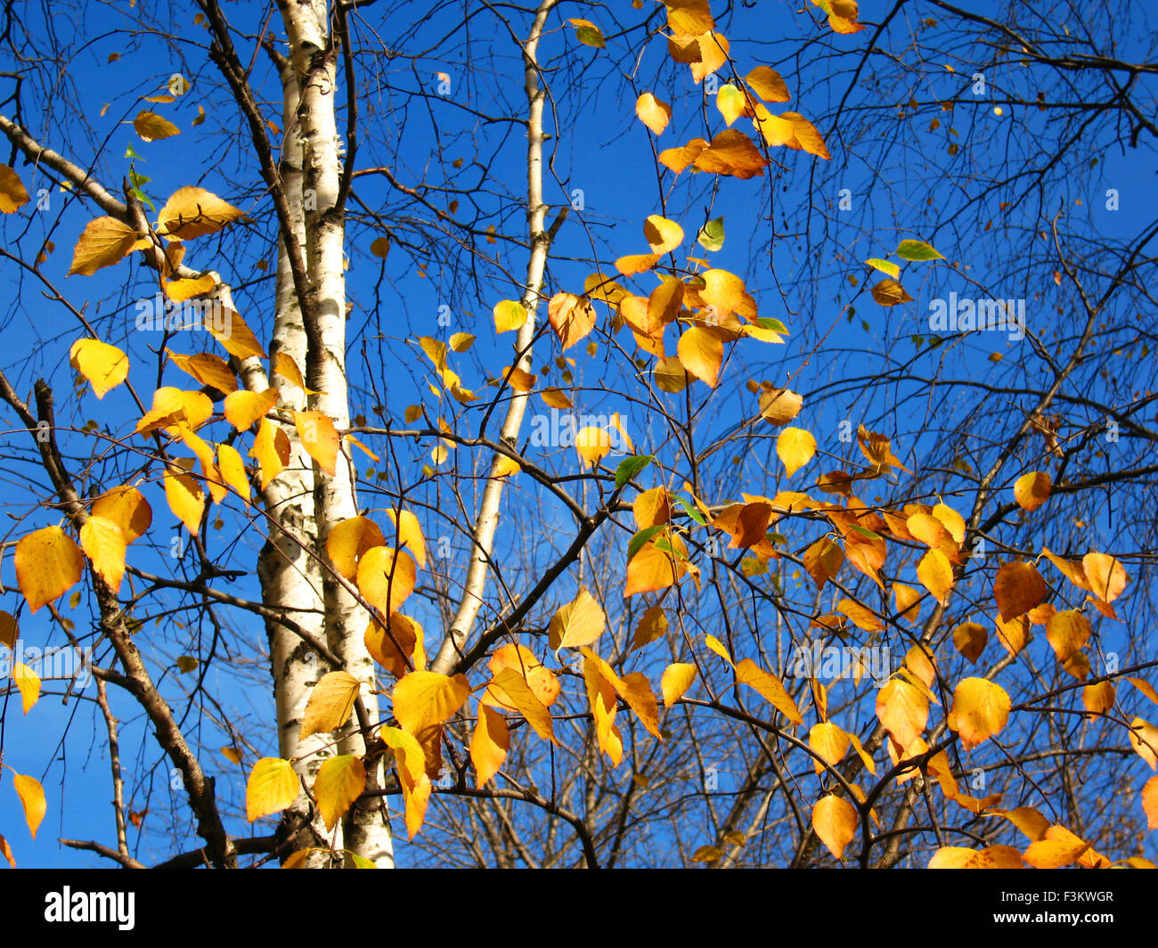 Branches of birch tree with yellow leaves on blue sky Stock Photo Alamy