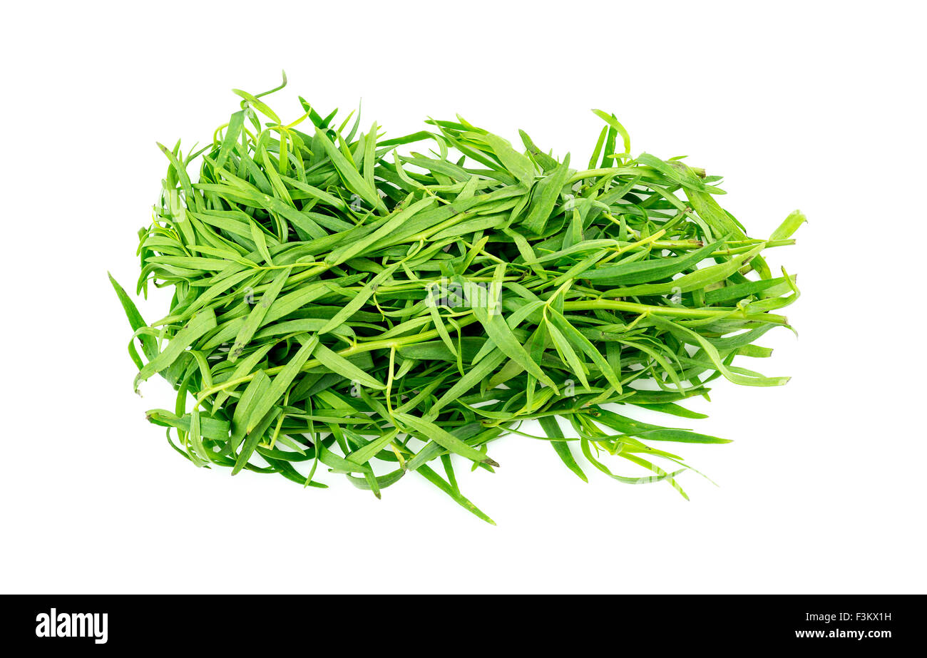 Bunch of tarragon herb leaves isolated on white Stock Photo Alamy
