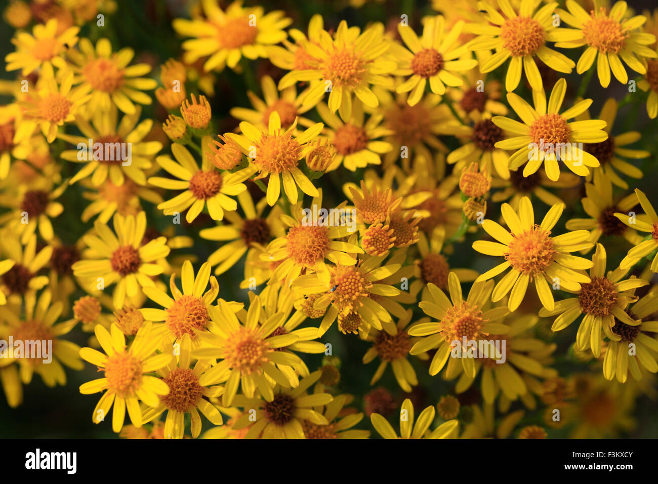 Ragwort flowers, Jacobaea vulgaris. Stock Photo