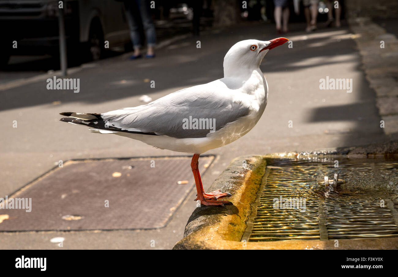 Closeup of parched seagull drinking from man-made water fountain with urban background Stock Photo