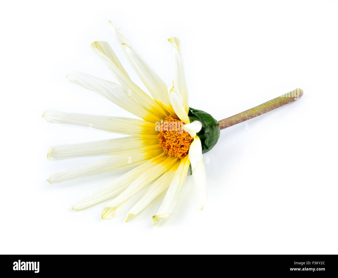 Orange, white, yellow and green Asteraceae daisy flower against white background Stock Photo
