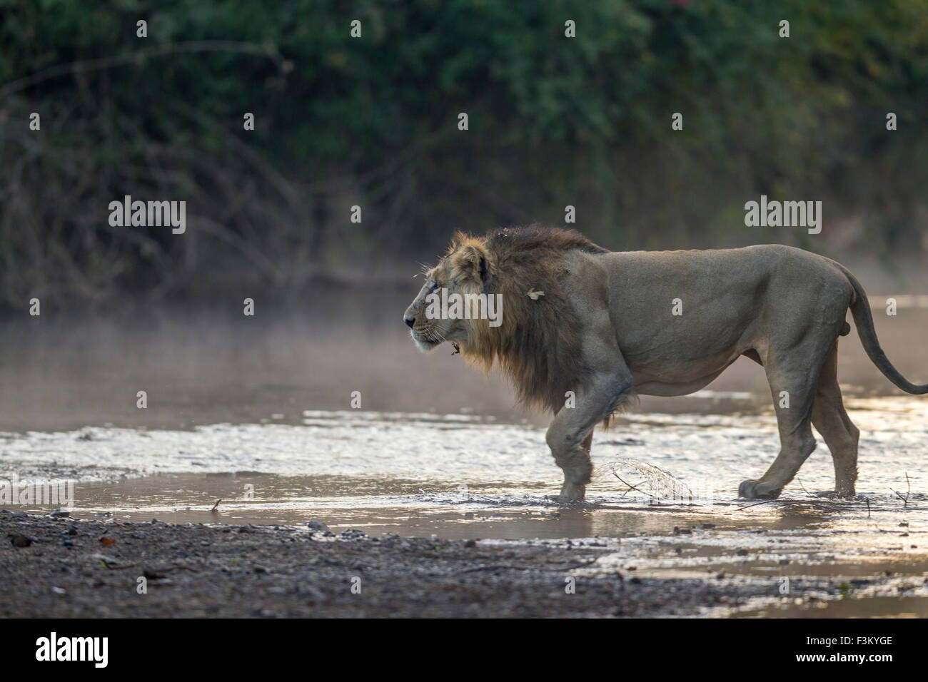 Asiatic Lion crossing a lake (Panthera leo persica) at Gir forest, Gujarat, India. Stock Photo