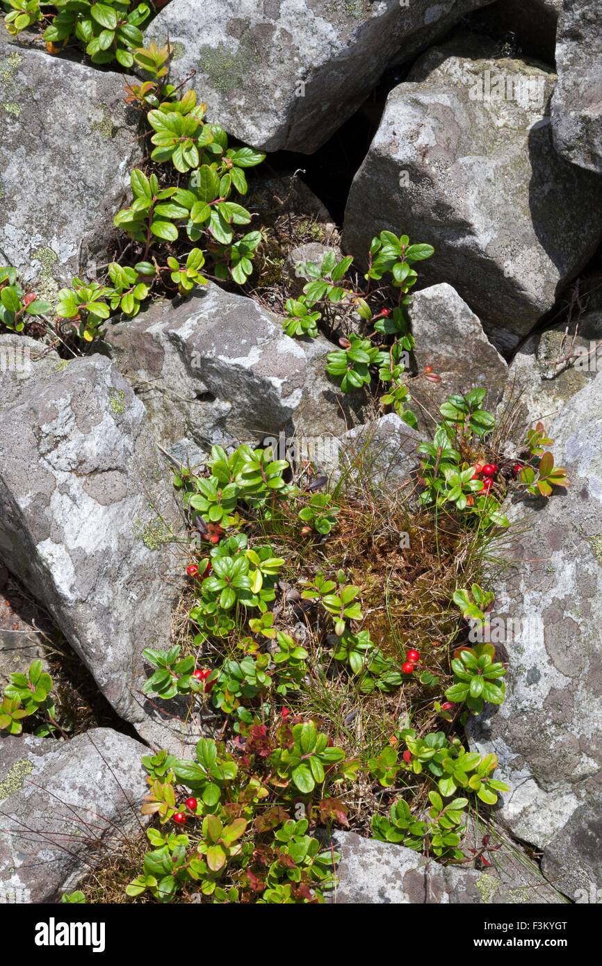 Lingonberry or Cowberry (Vaccinium vitis-idaea). Stock Photo