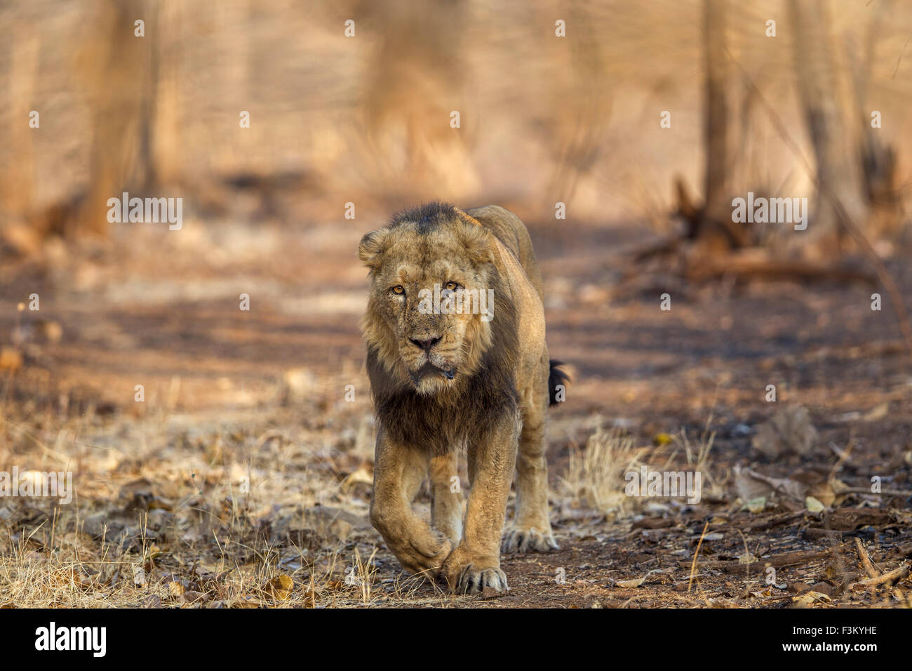 Asiatic Lion coming towards camera (Panthera leo persica) at Gir forest, Gujarat, India. Stock Photo