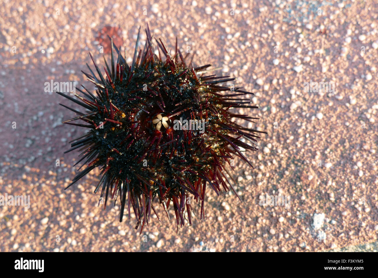 urchin sea Stock Photo