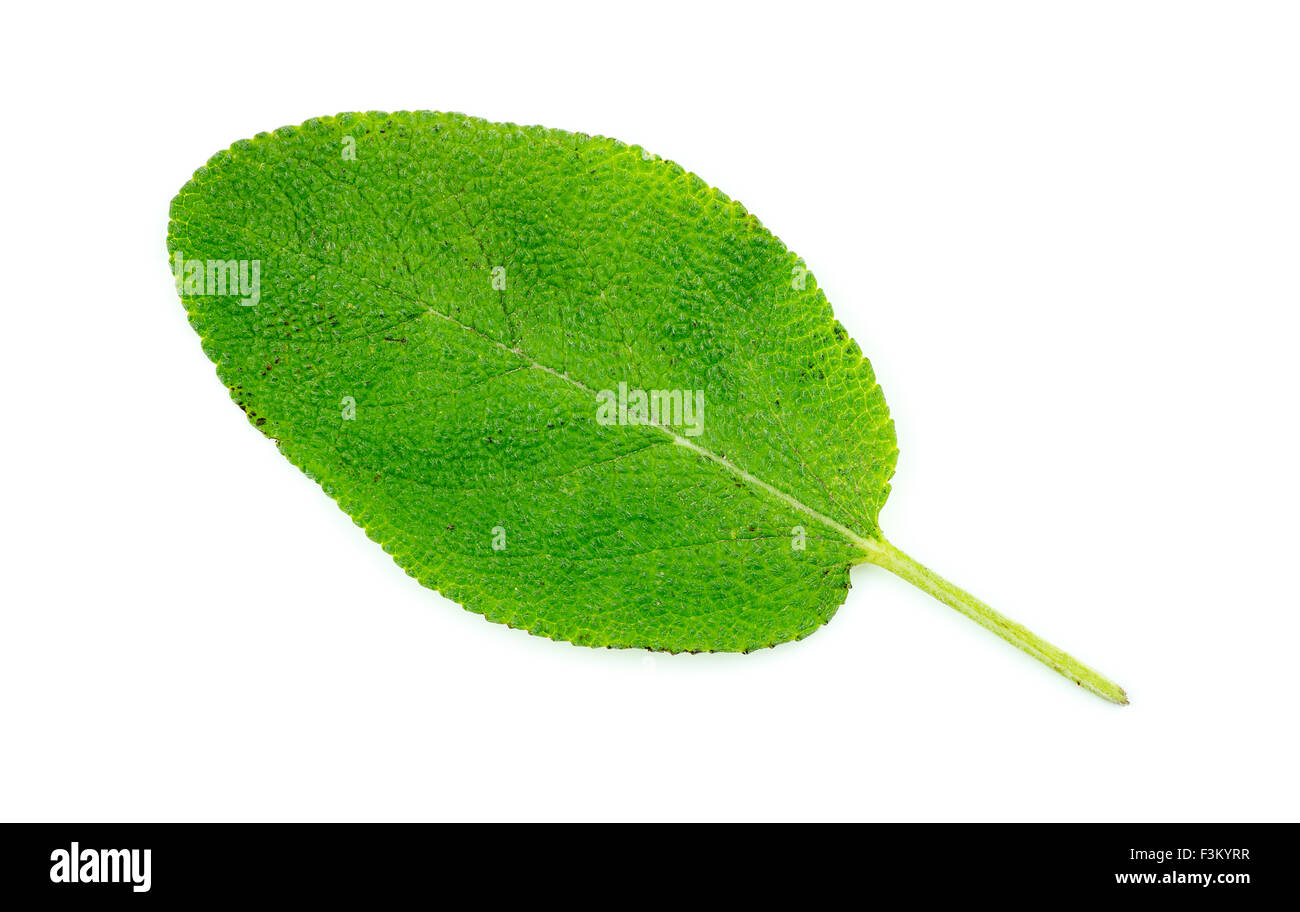 Single sage herb leaf isolated on white Stock Photo Alamy