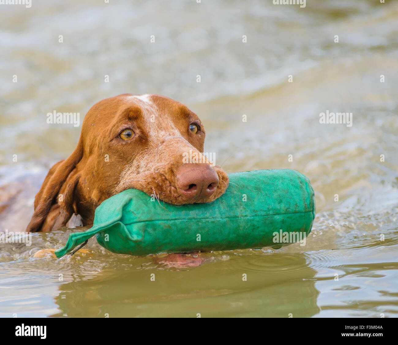 Bracco Italiano, or The Italian pointer dog swimmining with a dummy in a lake Stock Photo