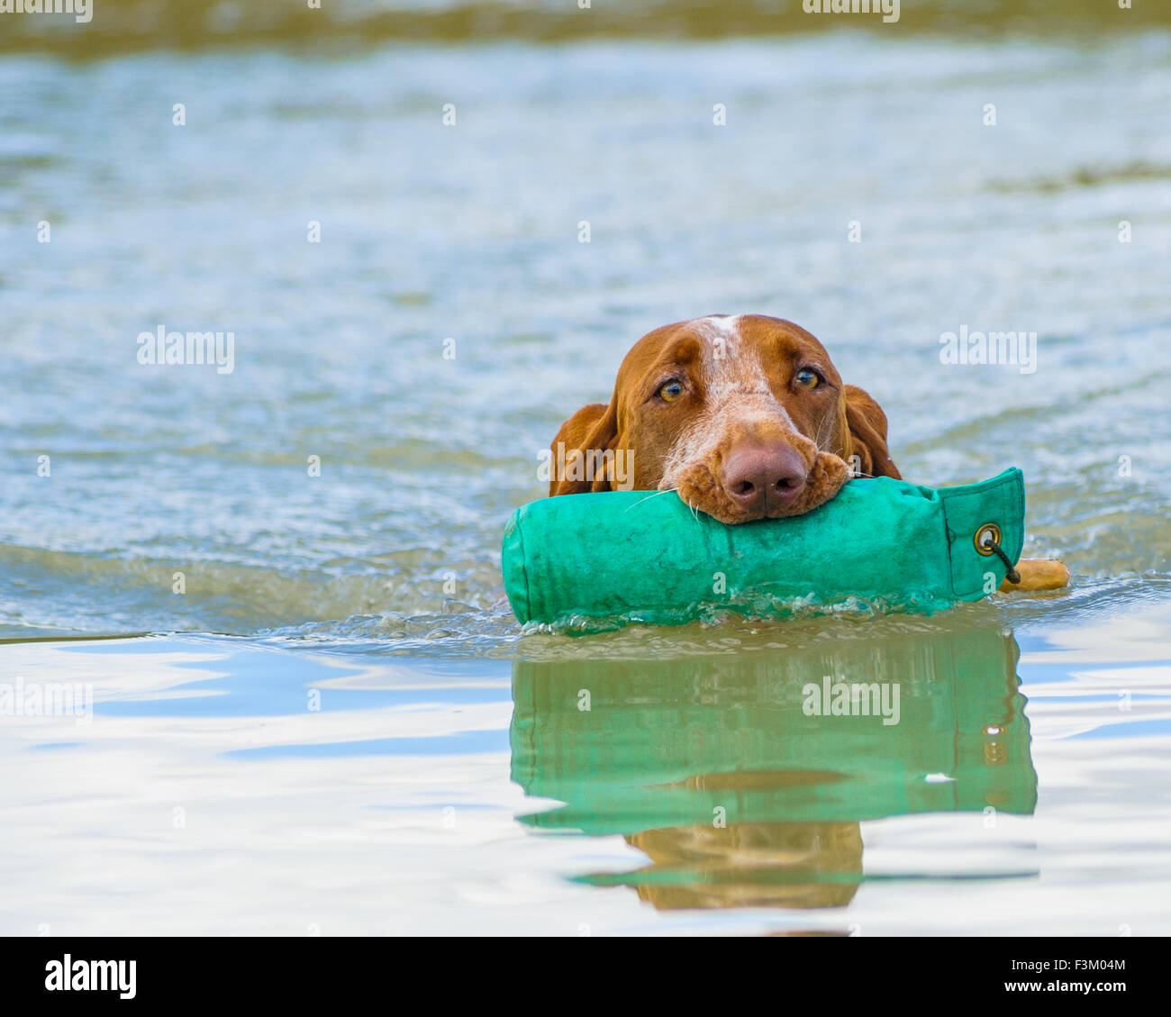 Bracco Italiano, or The Italian pointer dog with a dummy in a lake Stock Photo