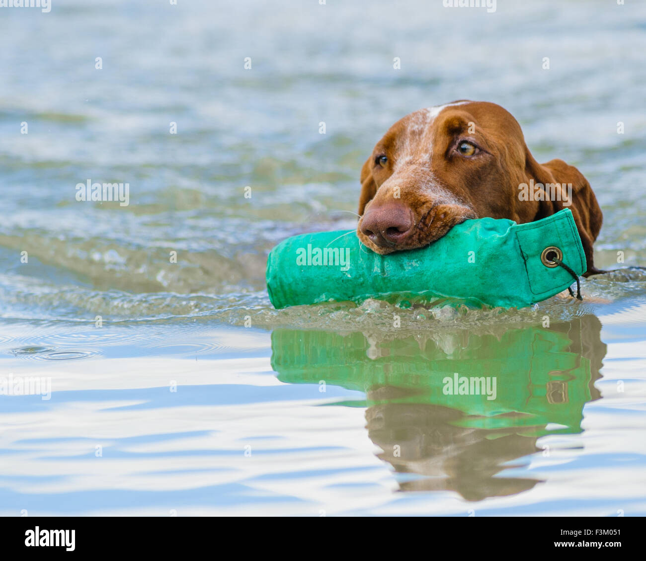 Bracco Italiano, or The Italian pointer dog with a dummy in a lake Stock Photo