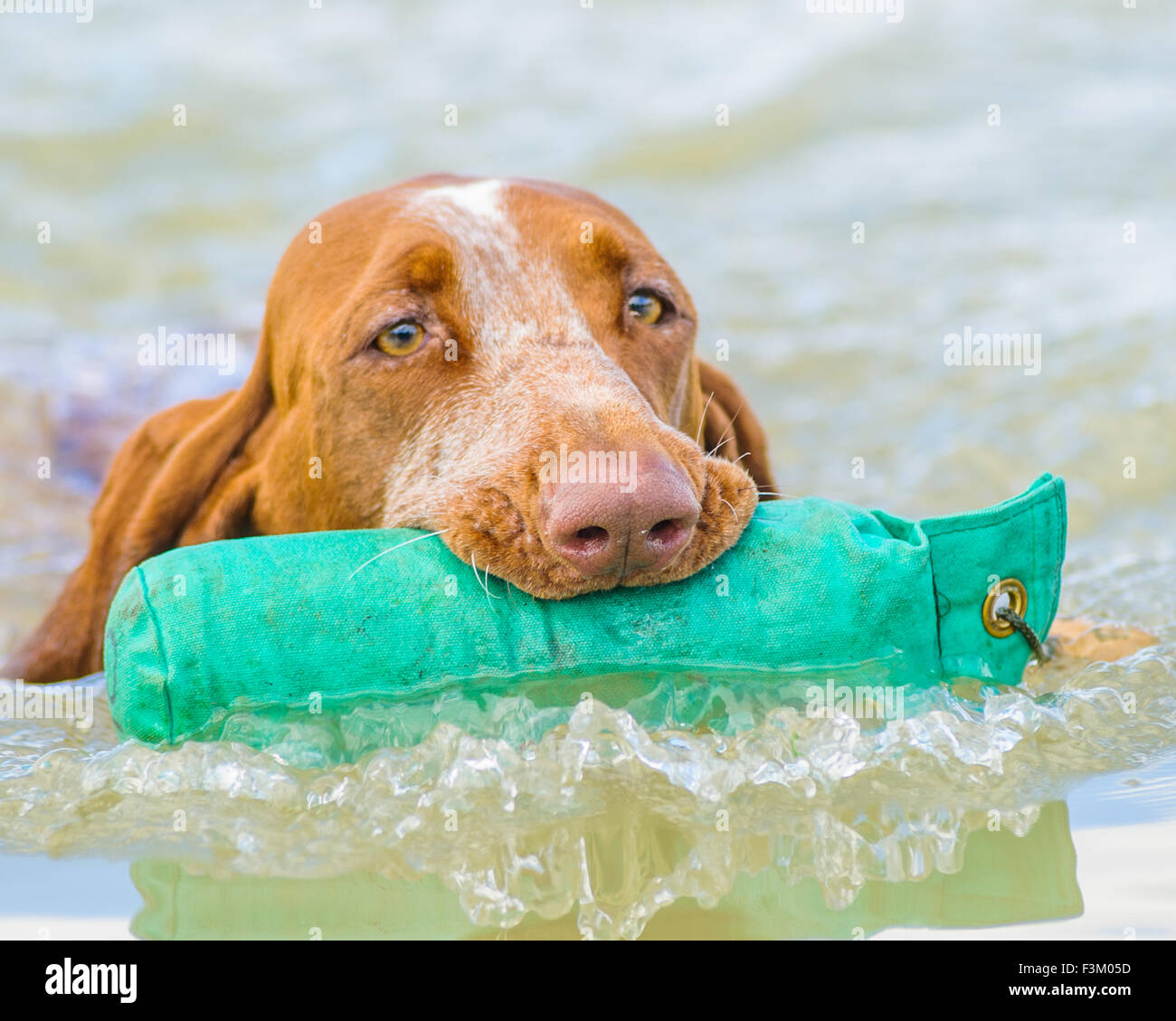 Bracco Italiano, or The Italian pointer dog with a dummy in a lake Stock Photo