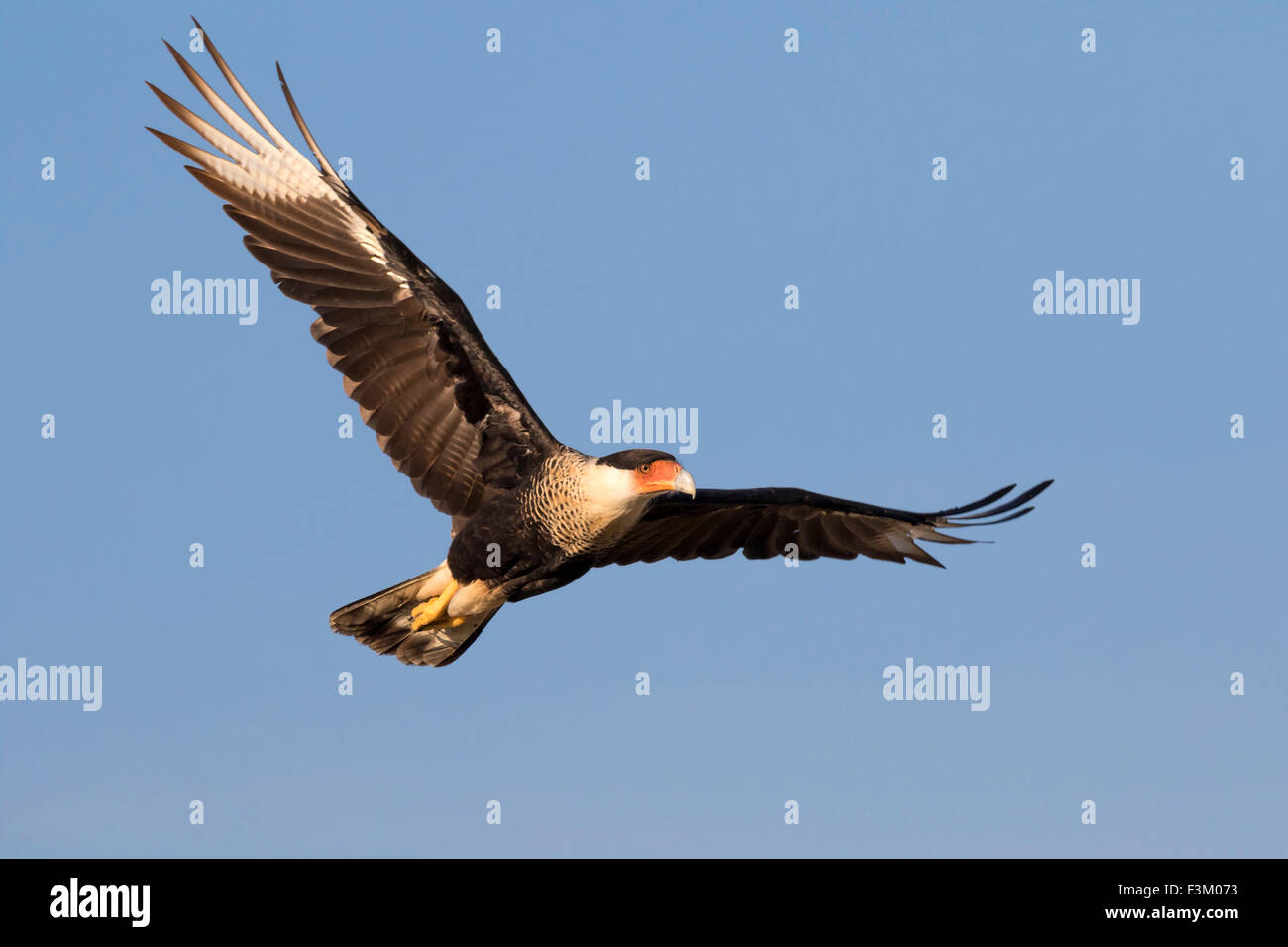 Northern crested caracara (Caracara plancus) flying, Galveston, Texas ...