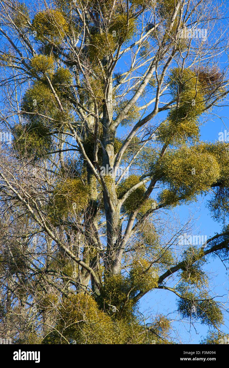 Mistletoe, Worcestershire, England. Stock Photo