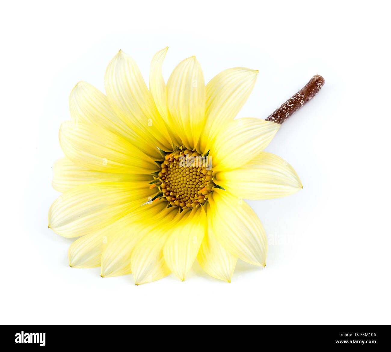 Macro closeup of beautiful yellow and white asteraceae daisy flower isolated on white Stock Photo
