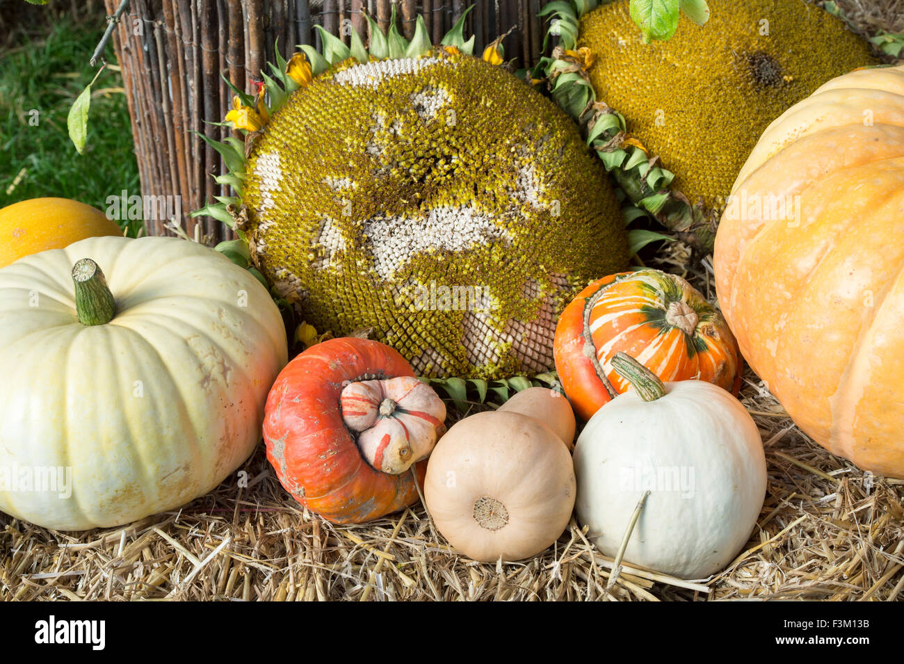 Pumpkin and Gourd display at an Show.  UK Stock Photo